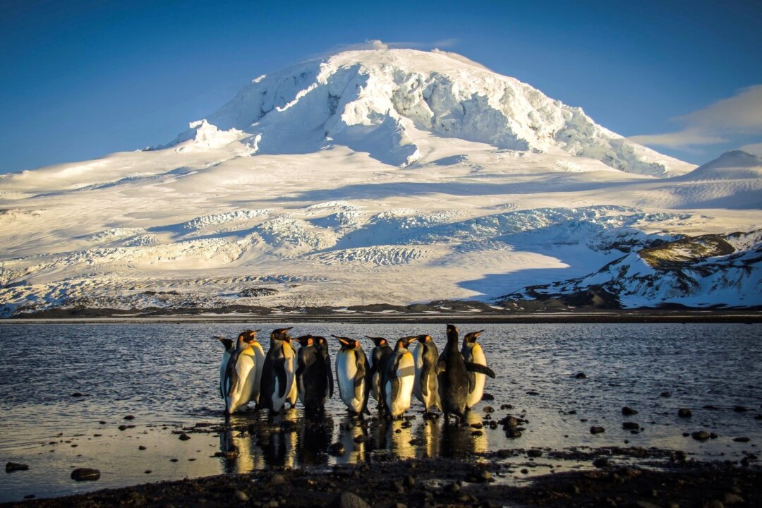 Suspected H5 Bird Flu Found in Elephant Seals on Heard Island