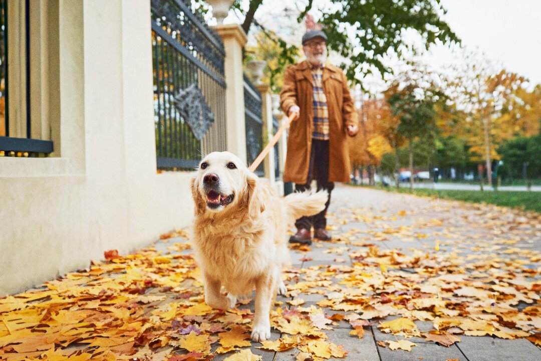 How Dog Walking Mishaps Could Land You in the Emergency Room