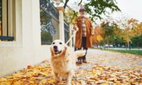How Dog Walking Mishaps Could Land You in the Emergency Room