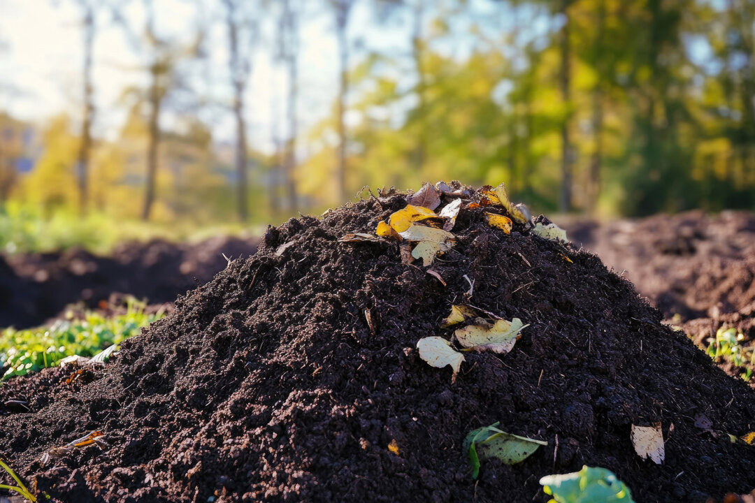 Let the Worms Decide  The Epoch Times