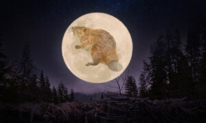 The Biggest Supermoon of 2025 Will Be the Full ‘Beaver Moon’—Here’s What to Know