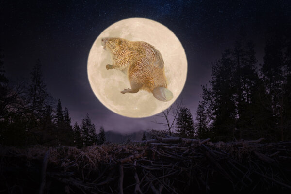 The Biggest Supermoon of 2025 Will Be the Full ‘Beaver Moon’—Here’s What to Know