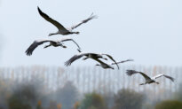 Tasmania Records First Case of Deadly Bird Flu Strain