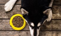 Rethinking the Kibble-Based Diet: Why Pet Parents Are Adding Dog Supplements