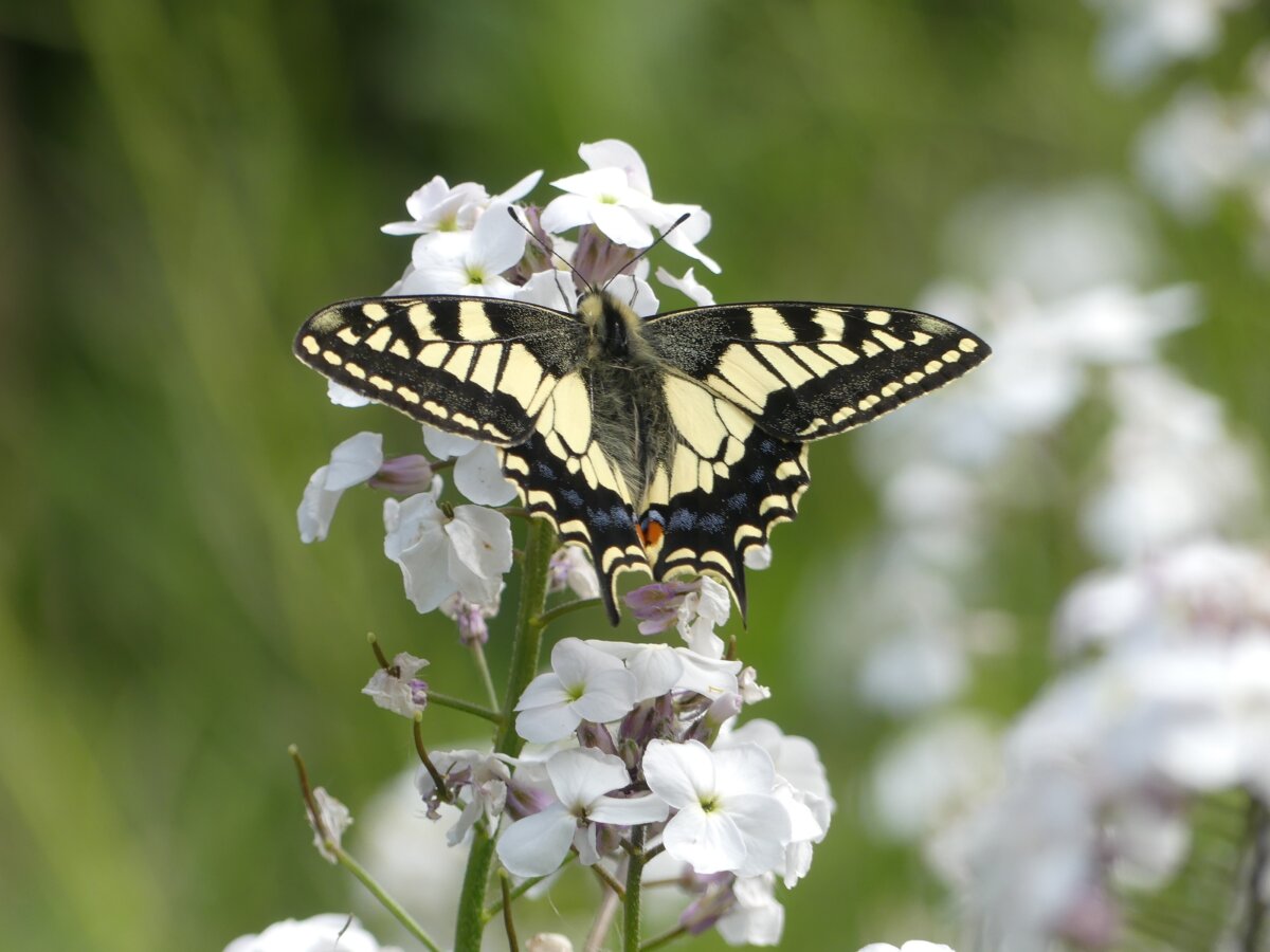 British Swallowtail numbers have fallen because of habitat loss and climate change. (Mark Collins/Swallowtail & Birdwing Butterfly Trust/PA)
