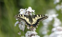 Researchers Use Cryopreservation to Help Survival of Rare British Butterfly