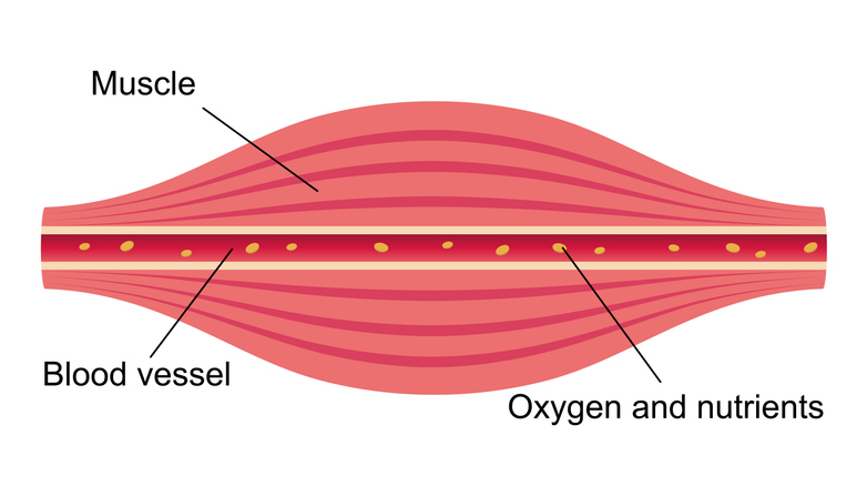 Healthy muscle flat illustration .section of muscle and vessel.