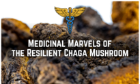 Medicinal Marvels of the Resilient Chaga Mushroom