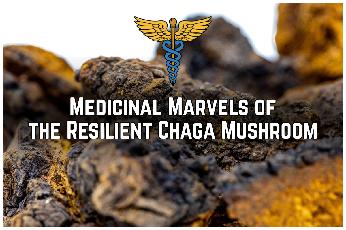 Medicinal Marvels of the Resilient Chaga Mushroom. (Shen Blossom)