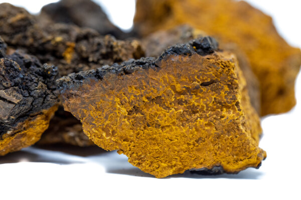 chaga mushroom close-up.