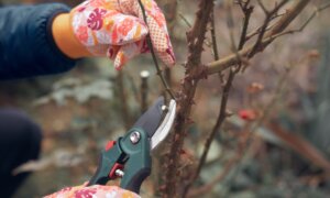 Fall and Winter Rose Care