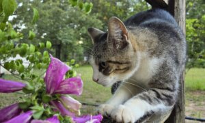 Foxglove Plants Toxic to Pets