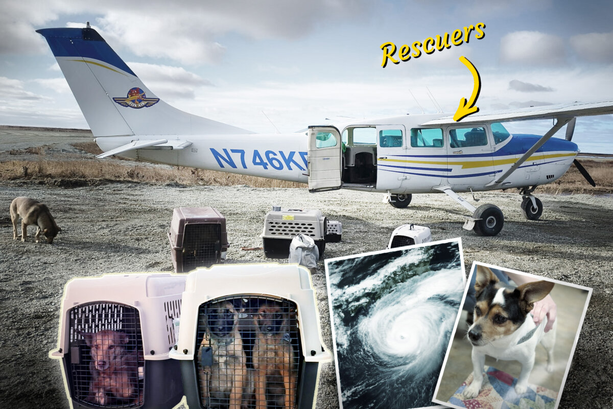 Several planes were chartered to help rescue nearly 200 dogs from a flooded village in rural Alaska last month. (Courtesy of Bethel Friends of Canines/NASA)
