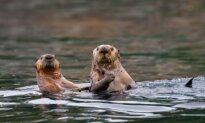 Research Finds ‘Forever Chemicals’ in BC Sea Otters for First Time