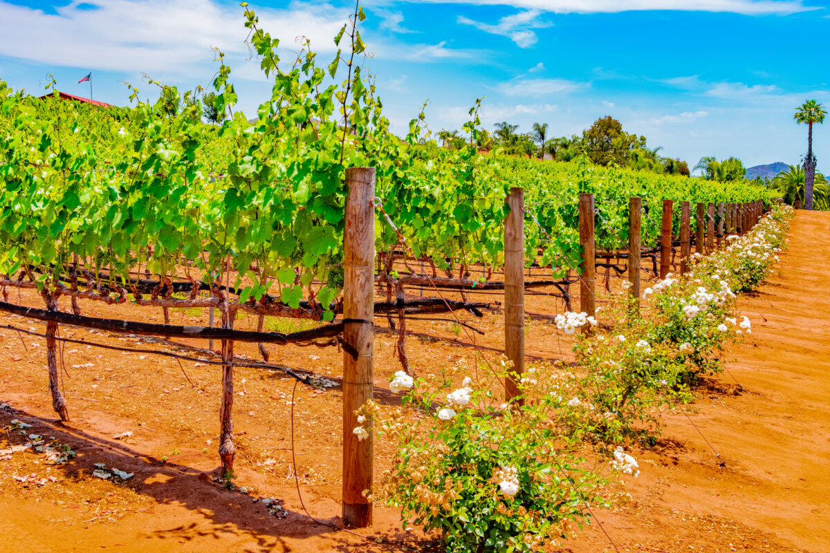 Harvest starts when flowers appear on dormant vines, through the development of grapes during a long summer and leading into that frenetic two to three-month stretch when no one gets any real sleep. (Patricia Elaine Thomas/Shutterstock)