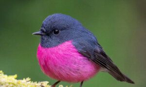 Pink Robins Are Found Only in Australia—Photographer Captures Their Bright Neon Hues