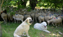 The Queen of the Night: A Farmer’s Lesson in Choosing the Right Dogs