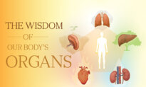 The Wisdom of Our Body’s Organs