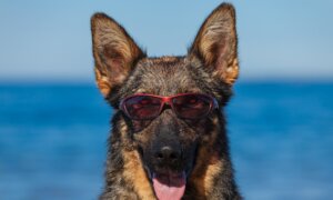 Excessive Sun Exposure Causes Sunburn and Skin Cancer in Dogs