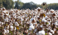 US Launches ‘Great American Cotton Plan’ to Boost Cotton Over Synthetic Fibers