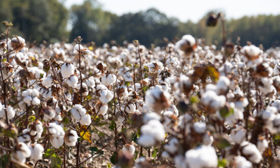 US Launches ‘Great American Cotton Plan’ to Boost Cotton Over Synthetic Fibers
