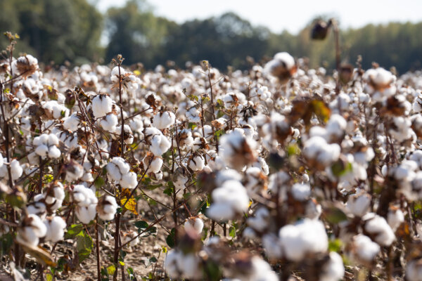 US Launches ‘Great American Cotton Plan’