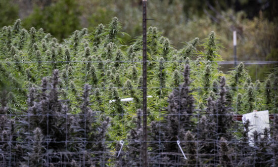 Review Finds Scant Evidence of Benefit for Medical Cannabis