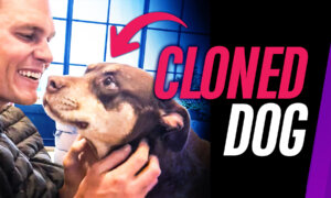 Tom Brady Says His Dog is a Clone of His Previous Dog | NTD Primetime