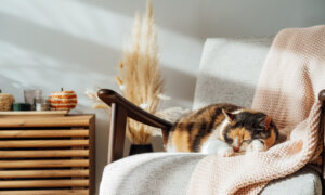 Budget-Friendly Ways to Make Your Home Feel Cozy