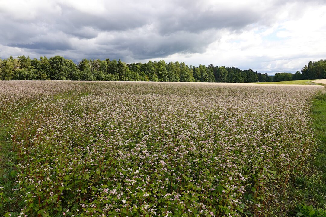 Hans Christian Andersen’s Fairy Tale ‘Buckwheat’