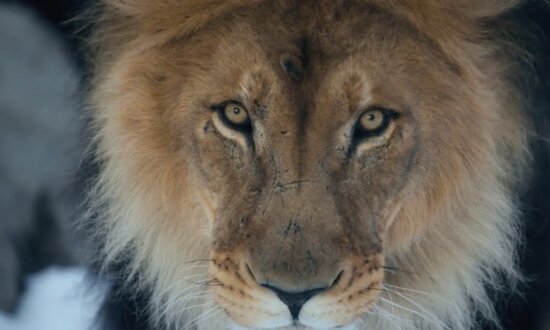Raising Lions: A Bold New Way to Parent Strong Kids
