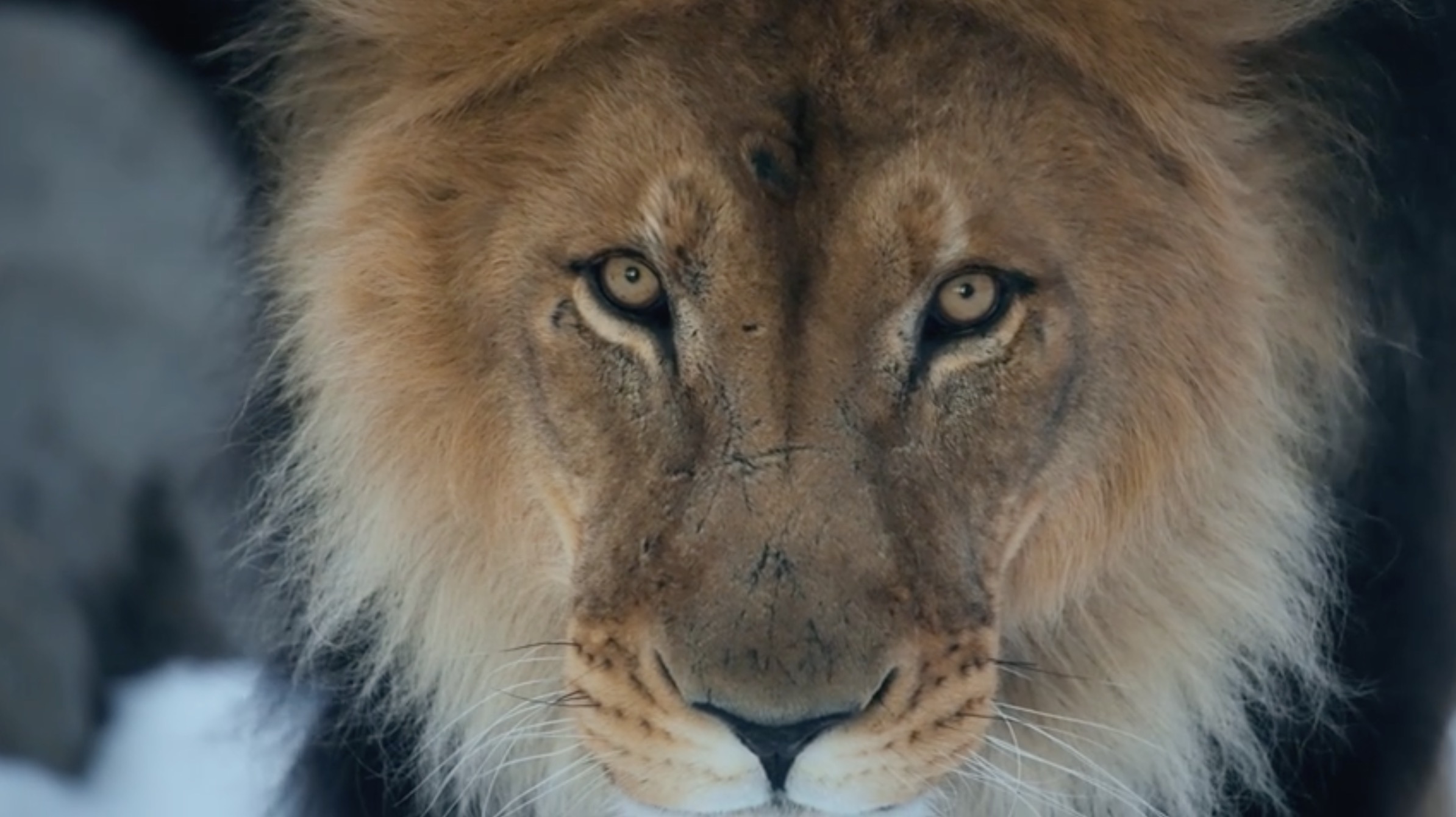 Raising Lions: A Bold New Way to Parent Strong Kids