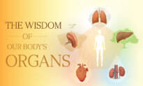 The Wisdom of Our Body’s Organs