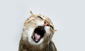 Yowling Common in Elderly Cats