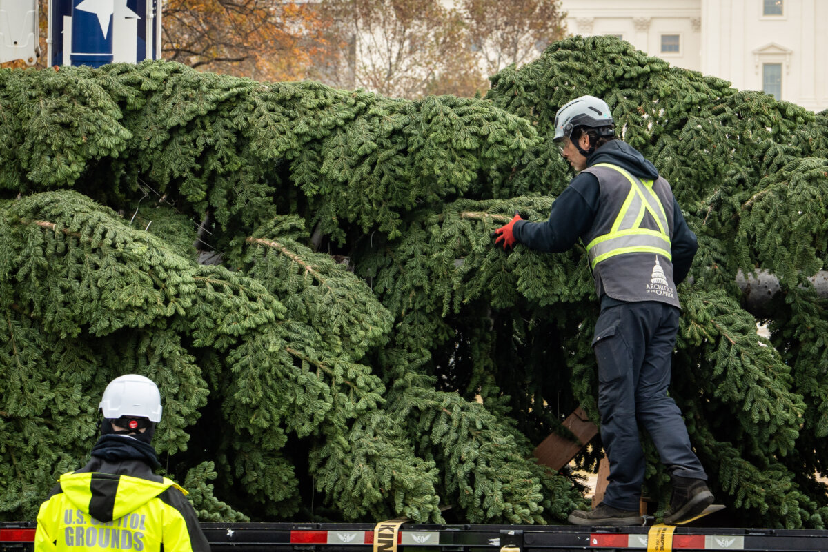 Staff from the U.S. Capitol Grounds and Arboretum untie the Capitol Christmas Tree before moving it to the West Front Lawn of the Capitol on Nov. 21, 2025. (Madalina Kilroy/The Epoch Times)