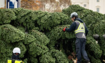 In Photos: 2025 US Capitol Christmas Tree Arrives in Washington