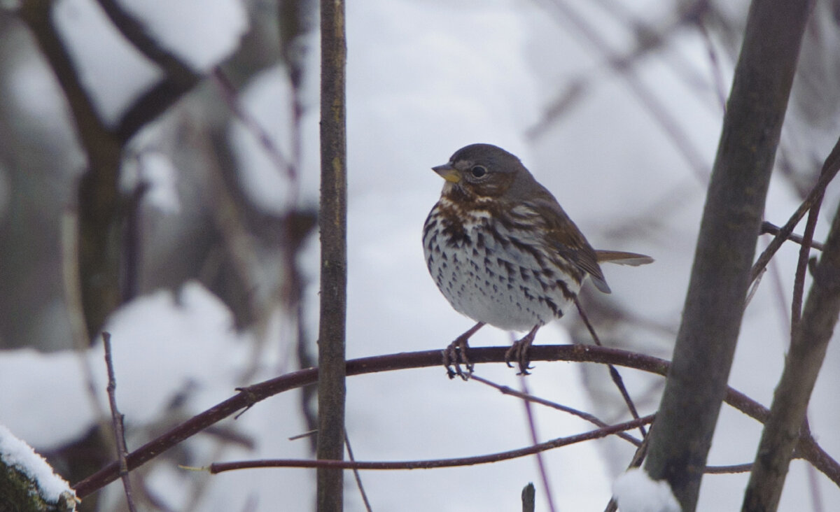A fox sparrow in Haapsalu, Estonia, on Dec. 9, 2012. (RAIGO PAJULA/AFP via Getty Images)
