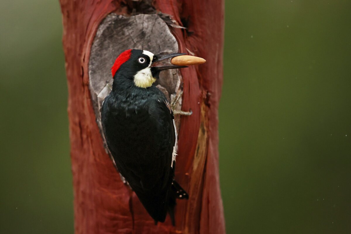 Epoch Times Photo