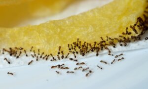 10 Ways to Get Rid of Ants Using Ordinary Stuff in Your Pantry
