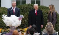 Trump Pardons 2 Turkeys, Gobble and Waddle, in Thanksgiving Tradition 