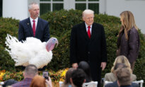 Trump Pardons 2 Turkeys, Gobble and Waddle, in Thanksgiving Tradition
