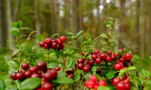 I Am Craving Cranberries