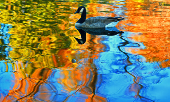 Busting the Myth That California Doesn’t Have Cold-Season Colors