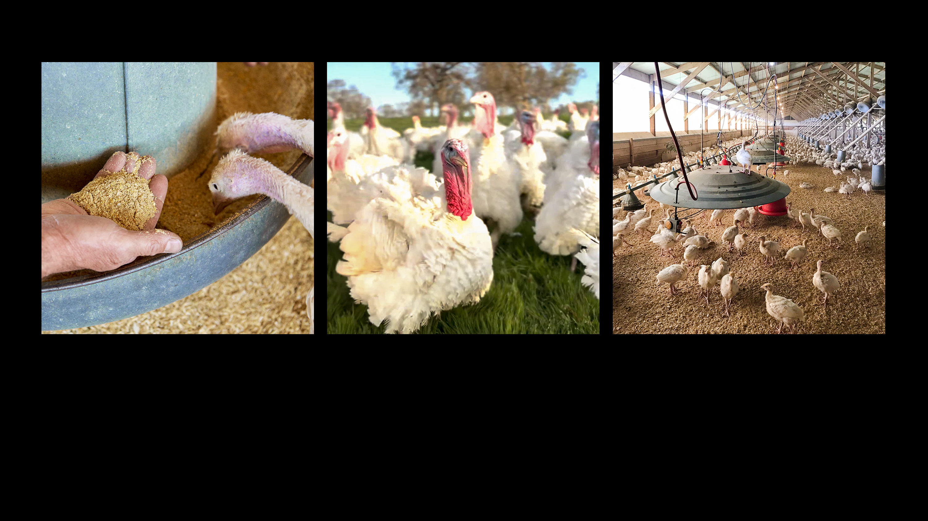 People Are Paying $10 Per Pound for These Turkeys—Here’s Why