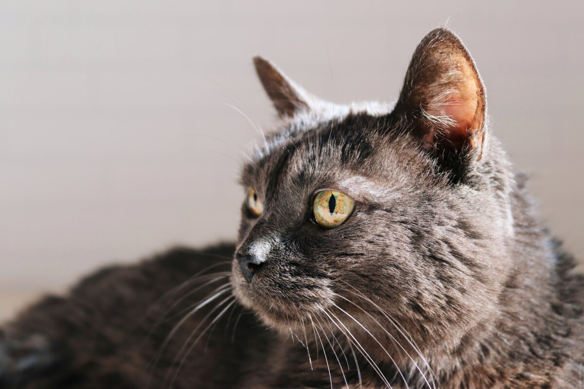 "Age is not a disease," so there's no reason healthy senior cats need special food just because they're old. (ALMUDENA FOX/Shutterstock)
