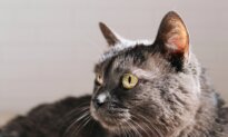 Senior Cats Don’t Require Senior Cat Food