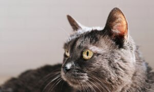 Senior Cats Don’t Require Senior Cat Food