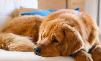 5 Secret Signs of Joint Pain in Dogs (And How Dog Joint Supplements Can Help!)