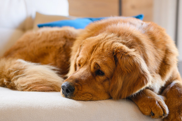 5 Secret Signs of Joint Pain in Dogs (And How Dog Joint Supplements Can Help!)