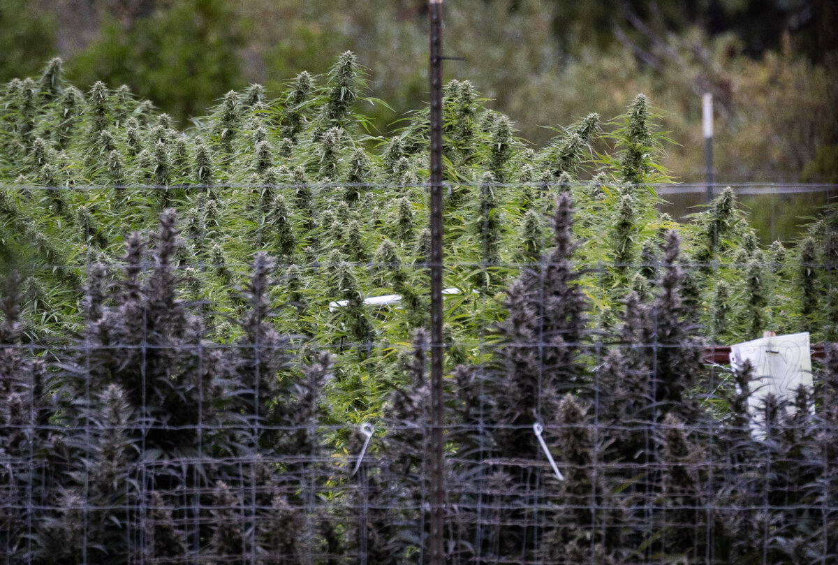 A marijuana grow site in Mendocino County, Calif., on Oct. 9, 2025. (John Fredricks/The Epoch Times)